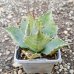 Agave parrasana (Agáve) ´GLOBE´ - výška 5 cm, ⌀10 cm, kont. P11 (-15°C) Agave parrasana (Agáve) ´GLOBE´ - výška 5 cm, ⌀10 cm, kont. P11 (-15°C)
